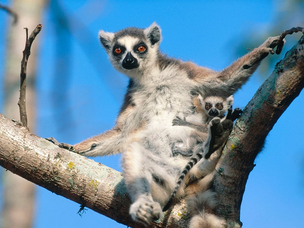 Ring-tailed Lemurs